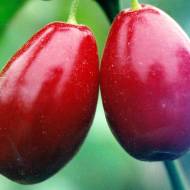 Саджанець Кизил Йоліко